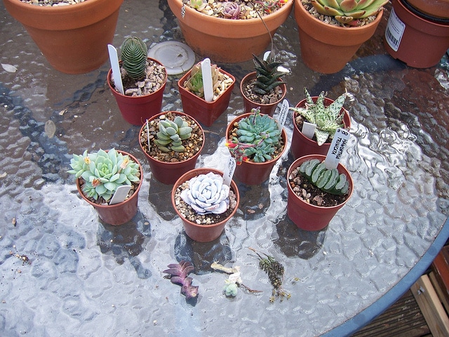 Crassula tecta