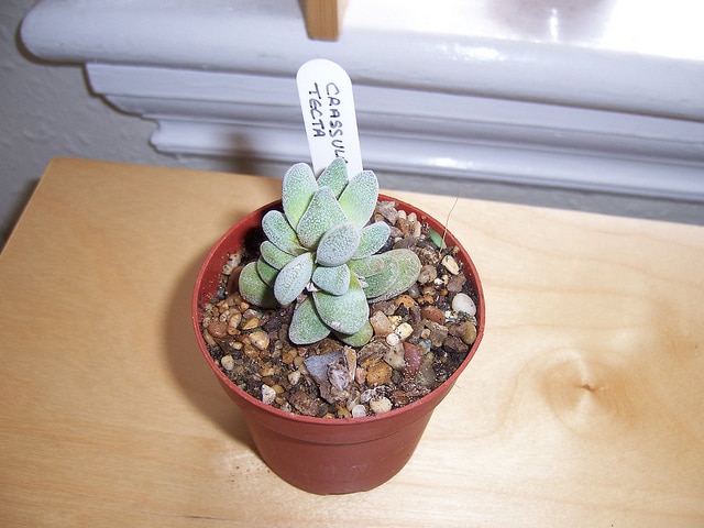 Crassula tecta (Crassula tecta)