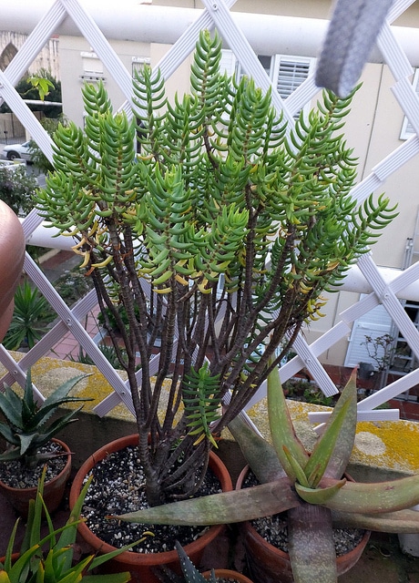 Crassula tetragona