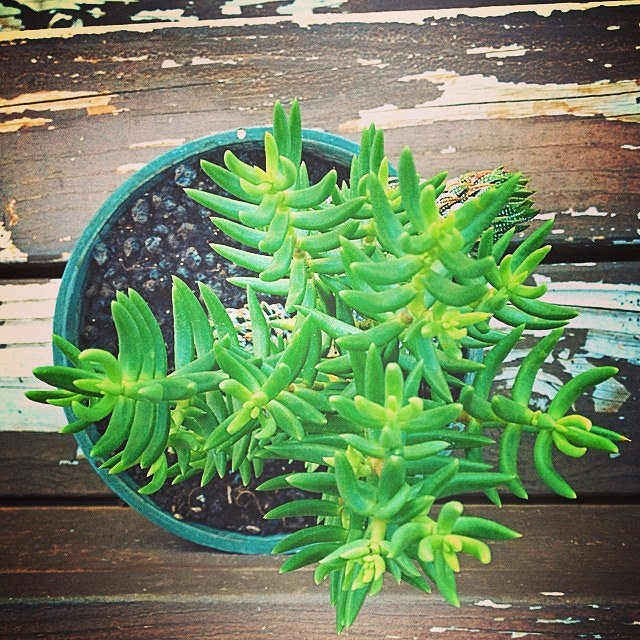 Crassula tetragona