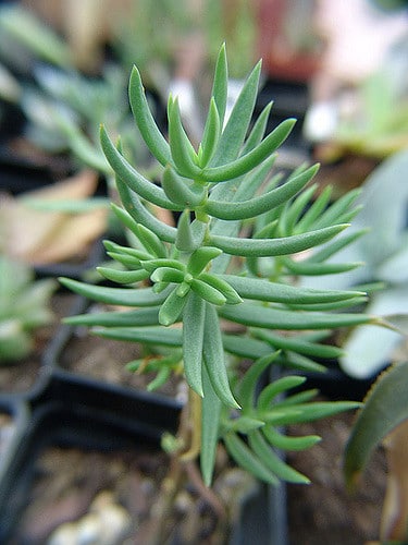 Crassula tetragona