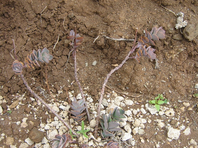 Crassula tetragona