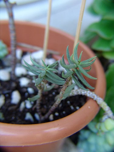 Crassula tetragona
