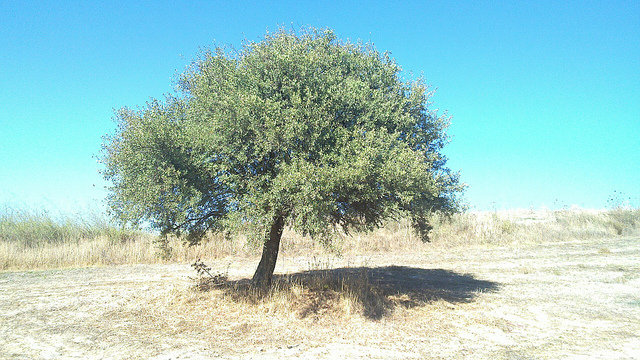Azarolier