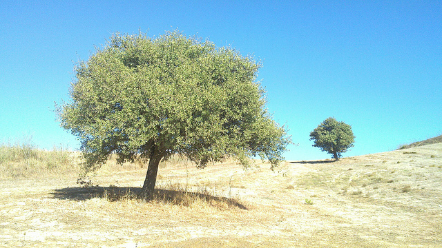 Azarolier