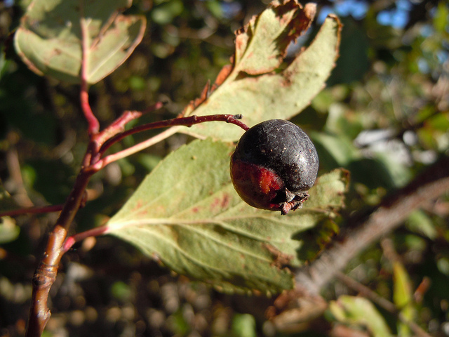Crataegus douglasii