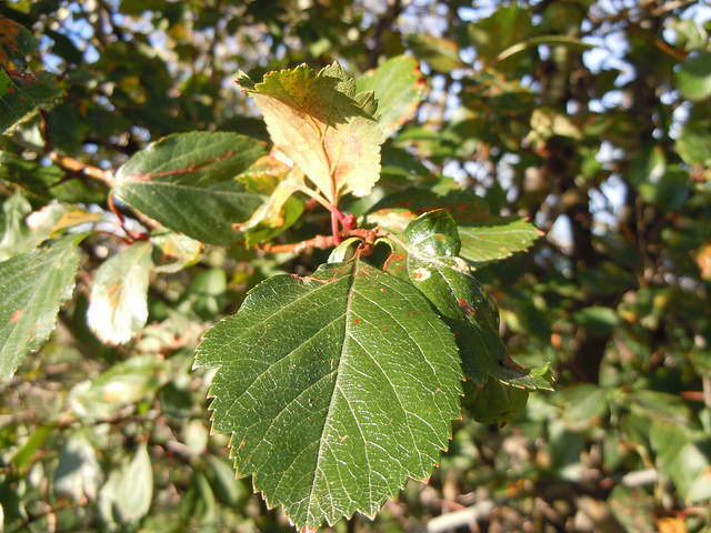 Crataegus douglasii