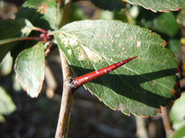 Crataegus douglasii
