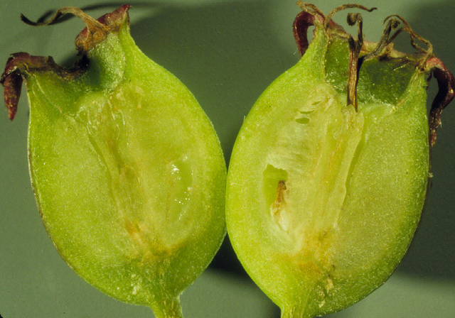 Crataegus douglasii