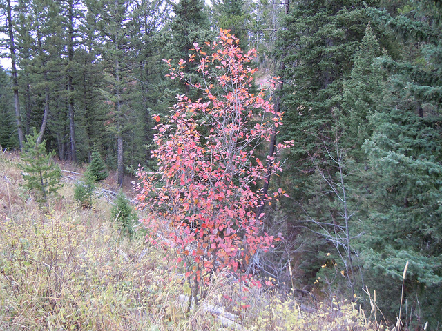 Crataegus douglasii