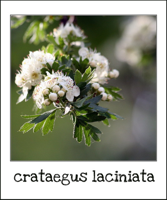 Crataegus laciniata