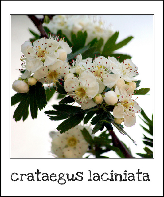 Crataegus laciniata