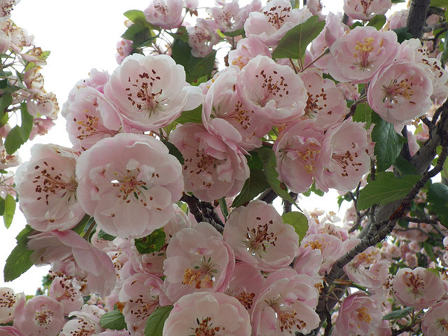Aubépine à deux styles (Crataegus laevigata)