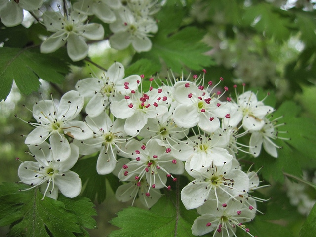 Crataegus marshallii