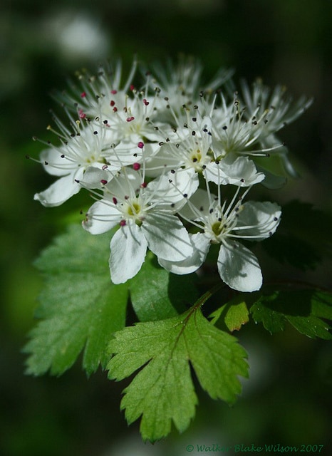 Crataegus marshallii