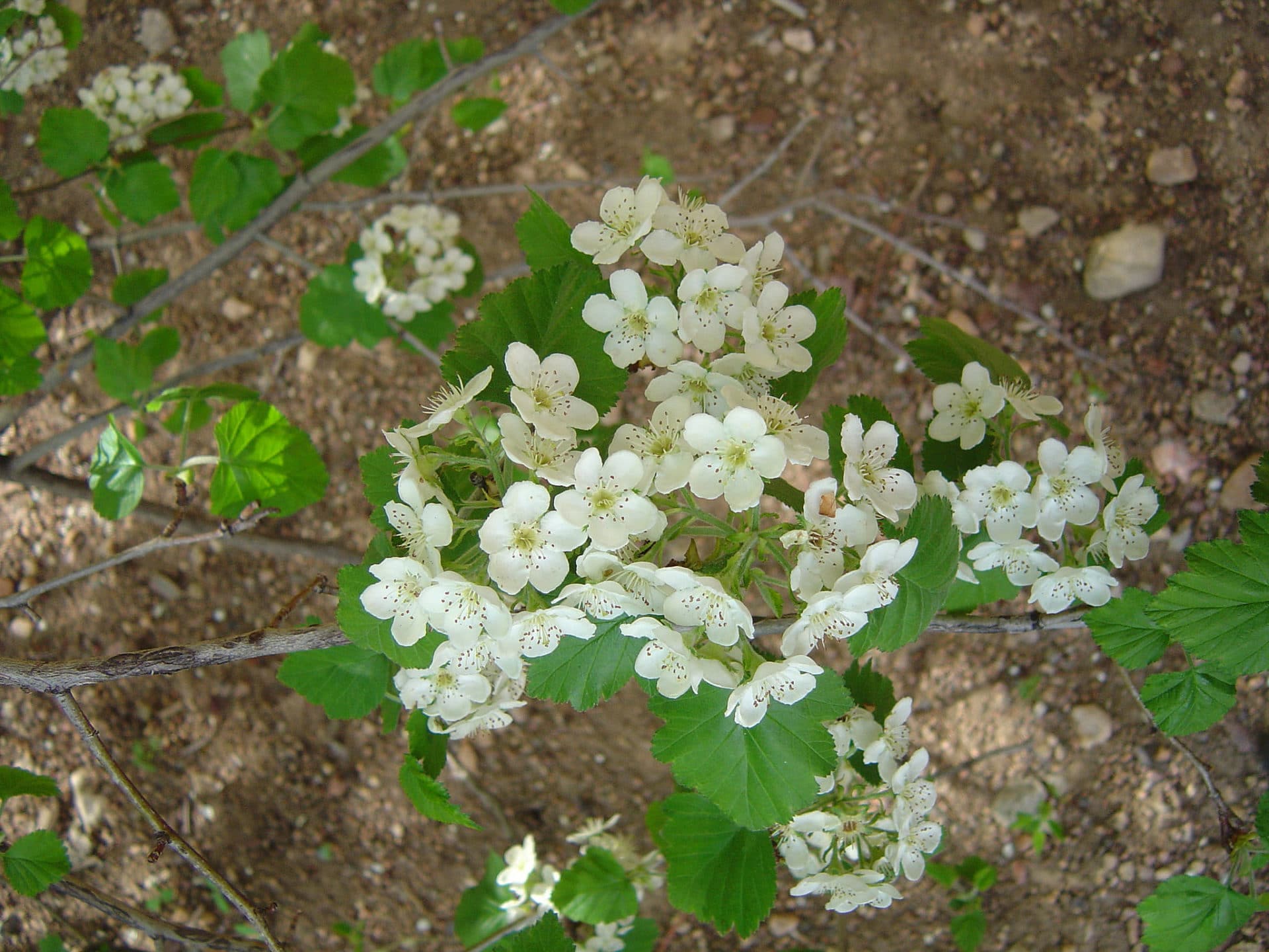 Crataegus mollis