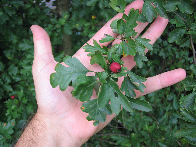 Aubépine monogyne (Crataegus monogyna)