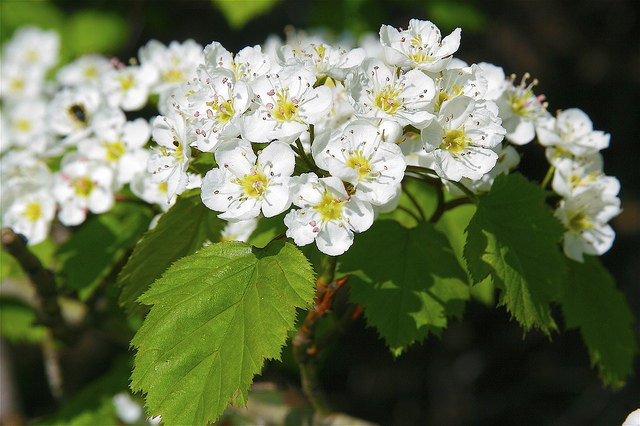 Crataegus pedicellata