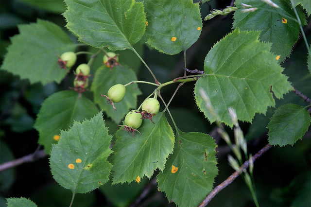 Crataegus pedicellata