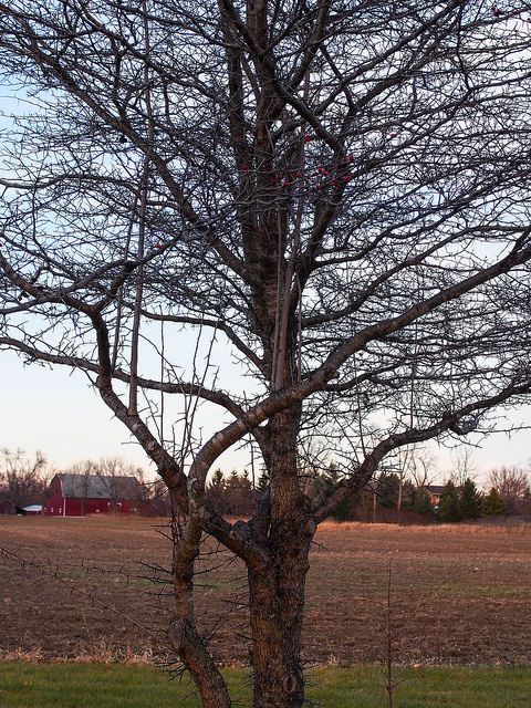 Crataegus phaenopyrum