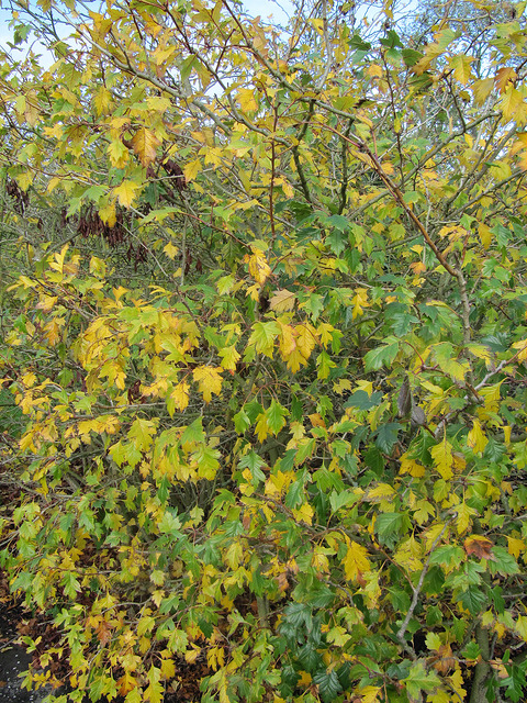 Aubépine chinoise