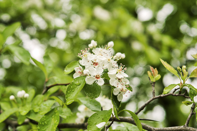 Aubépine chinoise