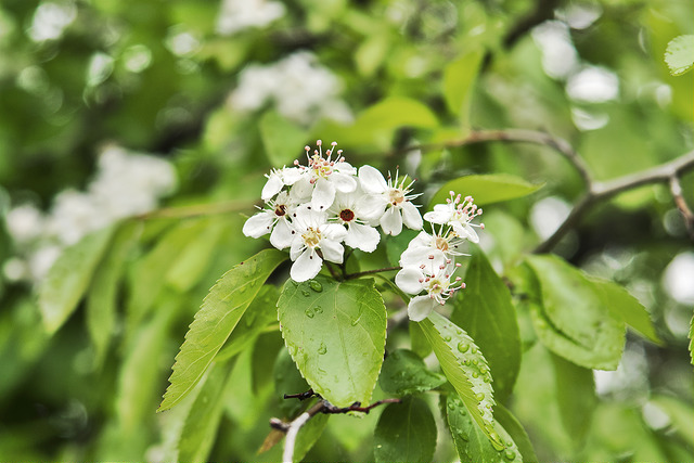 Aubépine chinoise