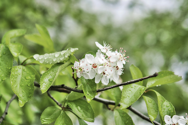 Aubépine chinoise