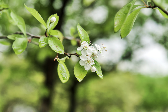 Aubépine chinoise
