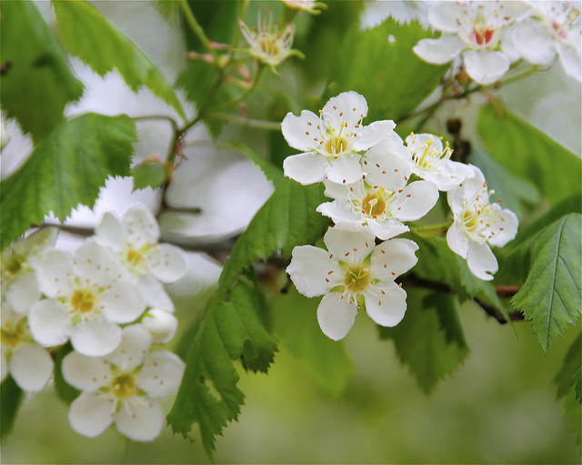 Crataegus pruinosa