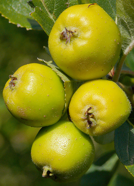 Aubépine du mexique