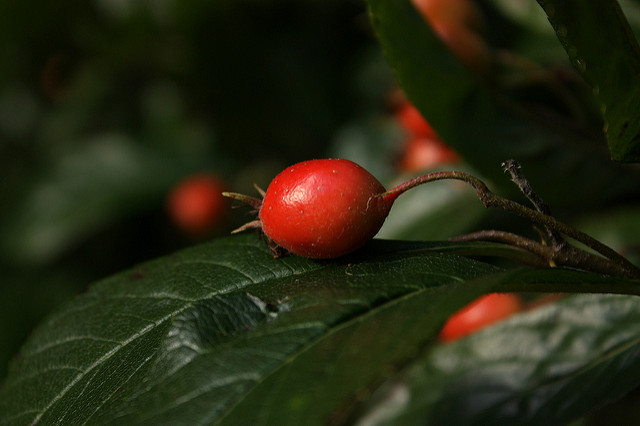 Aubépine du mexique (Crataegus pubescens)