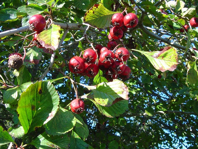 Crataegus punctata