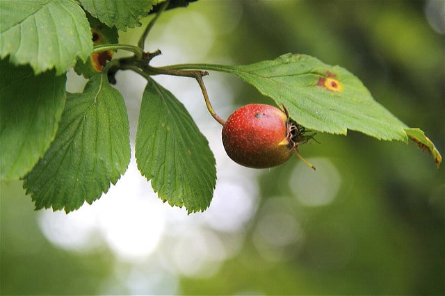 Crataegus punctata