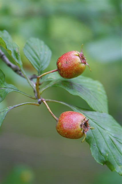 Crataegus punctata