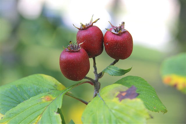 Crataegus punctata