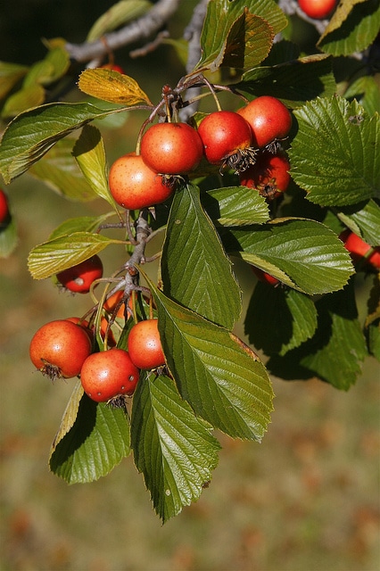 Crataegus punctata