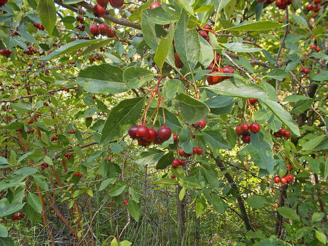 Crataegus rivularis