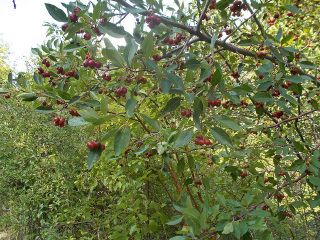Crataegus rivularis