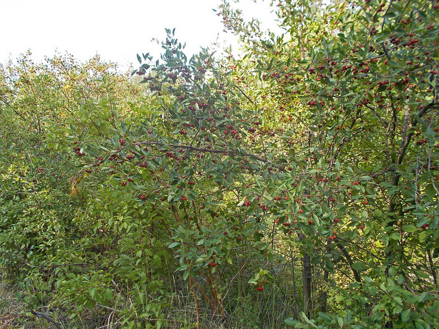 Crataegus rivularis