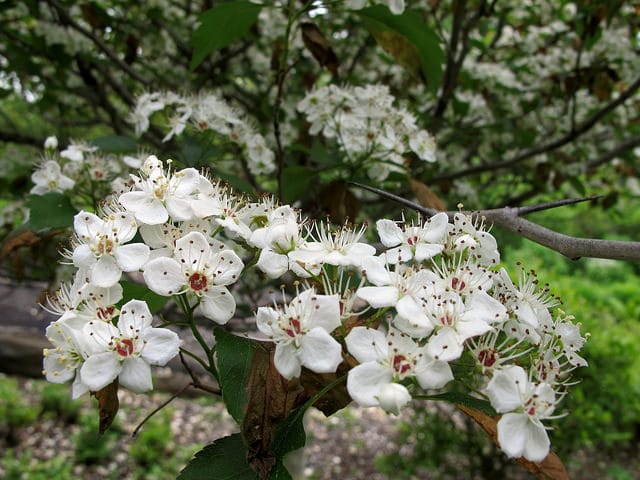 Crataegus viridis