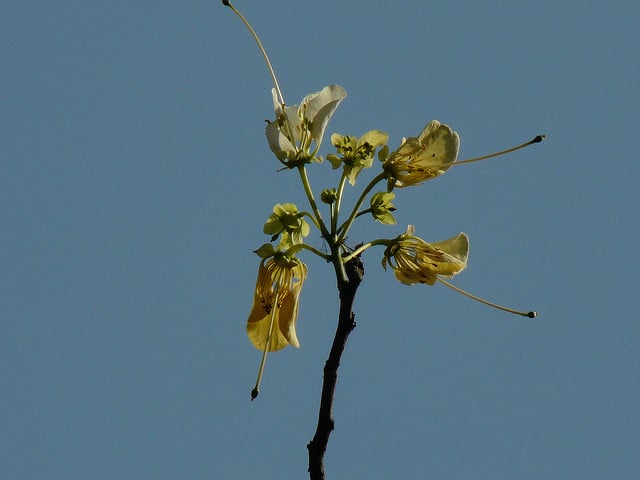 Crateva religiosa