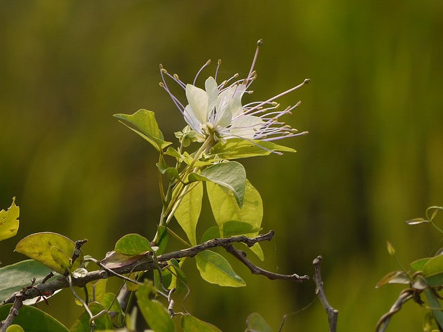 Crateva religiosa