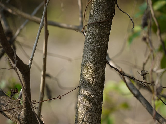 Crateva religiosa