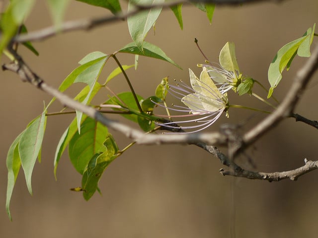 Crateva religiosa