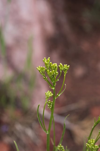 Crepis acuminata