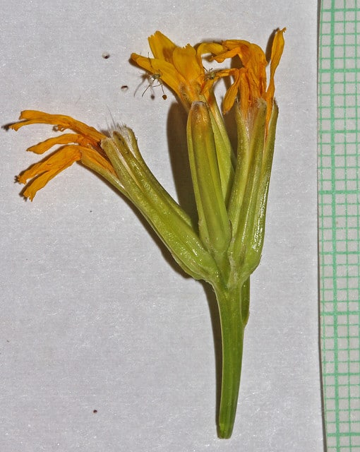 Crepis acuminata