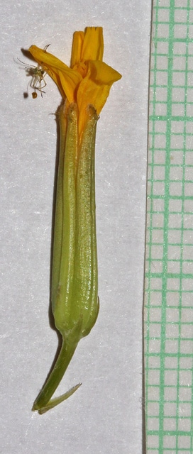 Crepis acuminata