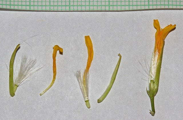 Crepis acuminata