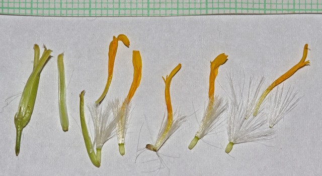 Crepis acuminata